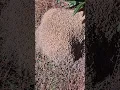 Download Lagu Must See!! Fire Ants VS My Hand!😵😬 #viral #shortvideo #shorts #ants #dangerous