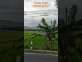Download Lagu Sawah hijau || IwanFals Sentuhan #iwanfals #lagulawasterbaik #sawah #alampedesaan