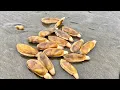 Washington Razor Clam Digging and Dead Whale