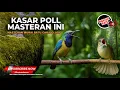 Download Lagu 🔴 Masteran Ngekek Nembak Kasar Materi Cucak Cungkok Gacor dan Kapas Tembak Gacor Lagu Kasar