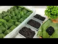 RESEP TAPE KETAN HITAM / PEUYEUM KETAN ENAK MANISNYA PAS, ikutin TIPS \u0026 TIPS nya biar BERHASIL