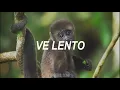 Head On - José González (Subtitulada al Español)