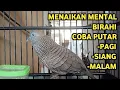 Lagu Perkutut Lokal Gacor Suara Super Kristal - Pancingan Malas Bunyi  (99%AMPUH BANGET)
