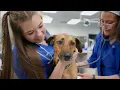 The UF Veterinary Hospital at World Equestrian Center Ocala