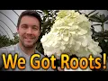 Download Lagu How to Propagate Cuttings of Semi hardwood Panicle Hydrangeas