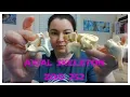 Zool 252 Lab Axial Skeletal Anatomy Review Vertebrae Sacrum Rib and Sternum
