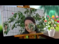 Download Lagu Apa Salahku  (Dian Piesesha)