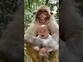 Download Lagu monyet meluk bayi sambil tertawa 😊