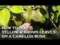 How to fix yellow and brown leaves on a Camellia bush