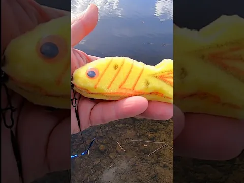 Sponge for fish 😲