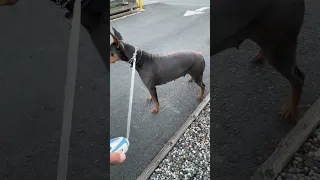 Still learning the gimbal #fyp #dream #doberman #pets #youtube