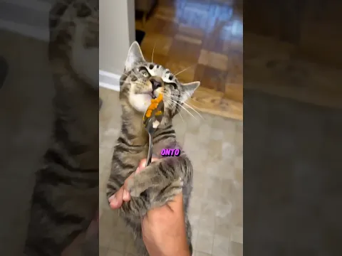 What is This Cat Doing With Food?!👍🥹