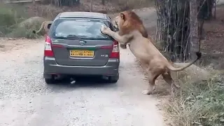                                                             دندنها