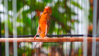 kenari gacor ngerek gaya mewah buat memancing kenari lain pasti bakal langsung ikut gacor