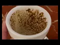 Aquarius When Nothing Makes Sense Watch This Coffee Cup Reading
