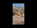 Phoenix Zoo 2026