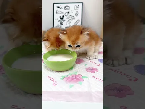 Is this the cutest kitten in the internet !!