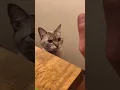 Download Lagu Funniest Cat 🐈‍⬛ Cats Being Cats 🐕 # Episode 6358