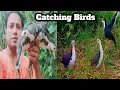 Download Lagu Bird trap of catching bird || how to catch breasted water hen by speaker sound