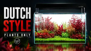 We Used ZERO Wood or Stone For This Aquascape | Dutch-Style Planted Tank