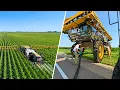 We Hired The Big Boys For The 8 Foot Corn