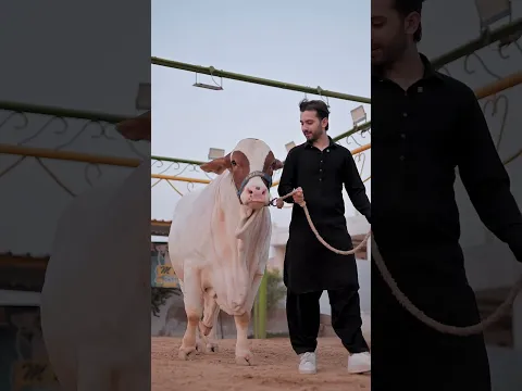 Karachi Mein Bakra Eid Kuch Aesay Hoti Hai 🤙🏻🔥