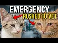SHOCKING NEWS from CAT TOWN 2 KITTENS Rushed to the VET