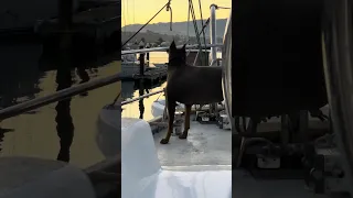 .. #fyp #dream #youtube #doberman #pets