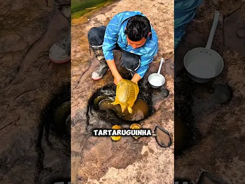 O Segredo dos Pequenos Tartaruguinhas Escondidos no Buraco! 🐢❤️😱✨