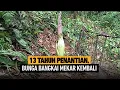 Lagu Bunga Bangkai Kembali Mekar Setelah 13 Tahun - [Kilas Siang]