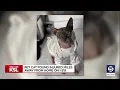 Pet cat recovering one week after it was missing found injured on I-215