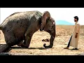 Download Lagu Een enorme olifant SMEED om haar baby te redden! Wat er daarna gebeurde, zal je tot tranen toe ro...