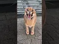 The Angry Bobcat Wild Animal Attitude Real Sound of Bobcat Bobcat Voice Big Cat