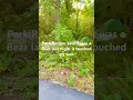 Download Lagu It was very close call a Bear just touched my tent 4:20 in the morning luckily that Bear worked away