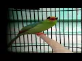 Download Lagu MASTERAN EKEKKELING/CUCAK KELING GACOR NEMBAK FULL ISIAN SUARA JERNIH DAN KRISTAL UNTUK BURUNG LOMBA