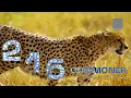 Download Lagu SHNG216 Commoner-Volta Sunbeam Bounce