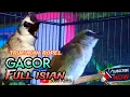 Download Lagu ISIAN MELIMPAH trucukan gacor ropel isian terbaik untuk masteran
