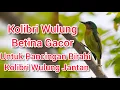 Kolibri Wulung Betina Gacor dan Tarung Untuk Pancingan Birahi Jantan
