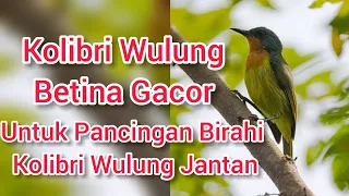 Download Kolibri Wulung Betina Gacor dan Tarung Untuk Pancingan Birahi Jantan MP3