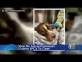 Dog Flu Forces Monmouth County SPCA To Close