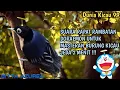 Download Lagu SUARA BURUNG RAMBATAN DORAEMON DI JEDA 2 MENIT UNTUK MASTERAN !!!