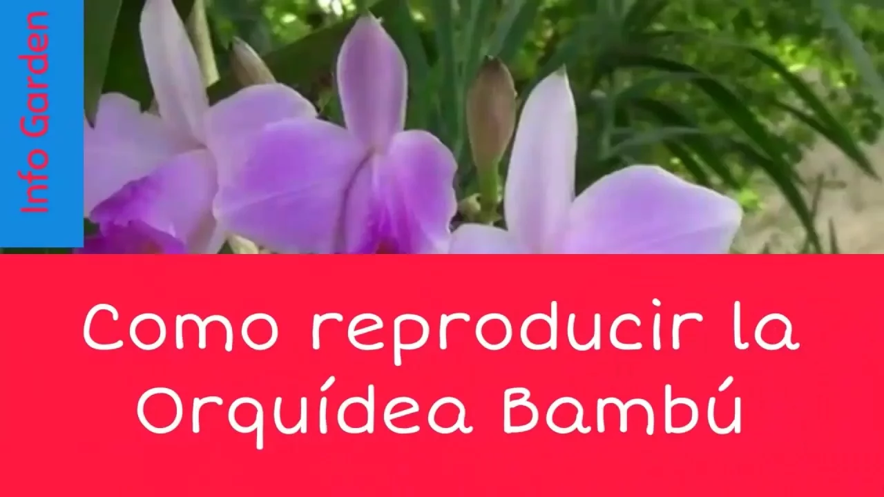 COMO REPRODUCIR LA PLANTA ORQUÍDEA BAMBÚ CUIDADO DE LA ORQUÍDEA BAMBÚ
