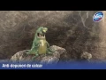 Download Lagu Cel mai bun odorizant de toaleta*