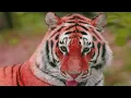 Discover The BEST Wildlife Moments with Elephant, Lion, Zebra & More in 4K Ultra HD