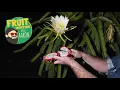 The Dragon Fruit Flower That Blooms for Just One Night