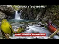 Download Lagu SUARA GEMERICIK AIR MENGALIR DAN SUARA KOMBINASI BURUNG PLECI - KONIN