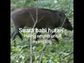 Download Lagu Suara babi hutan