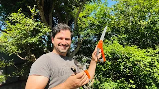 COMO PODAR A JABUTICABA - CORREÇÃO DE PODA DRÁSTICA 