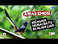 Download Lagu PANCINGAN SUARA MURAI BATU DI ALAM LIAR , TERAPI MENINGKATKAN EMOSI DAN FIGTHER MURAI BATU