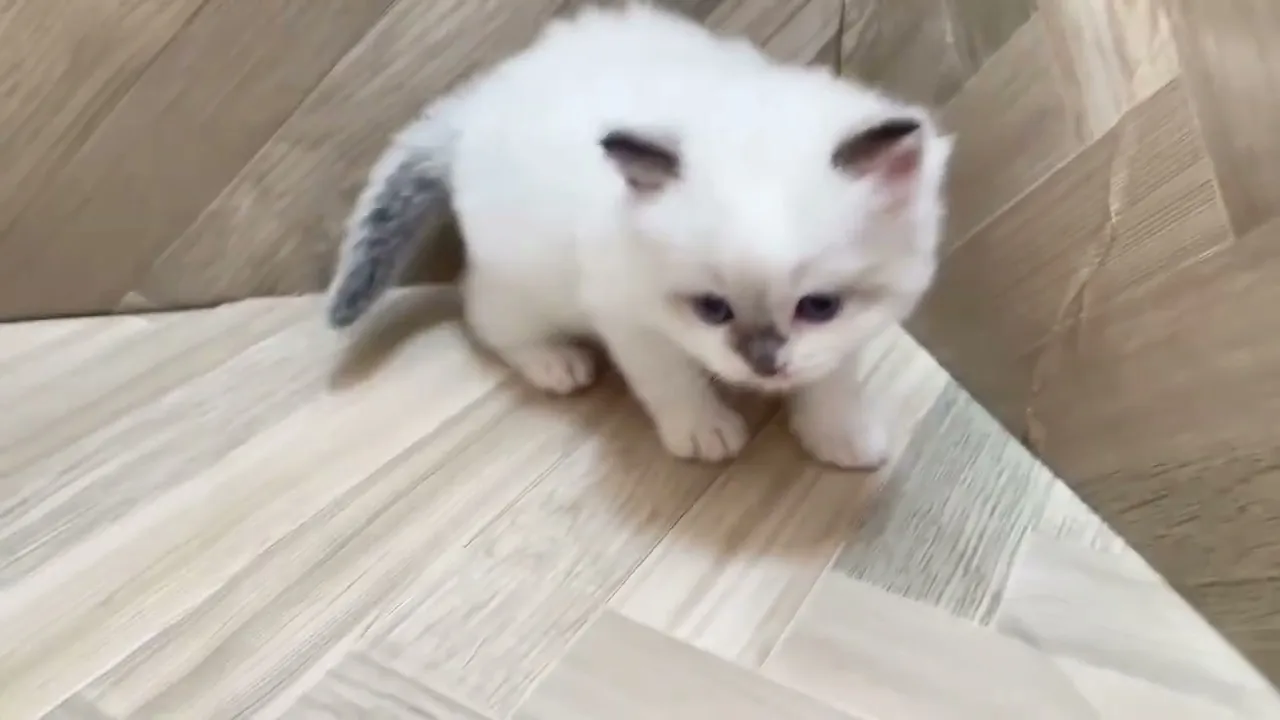 動画